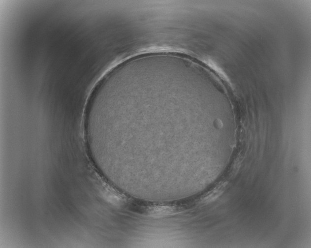 X0000068731173200605121510