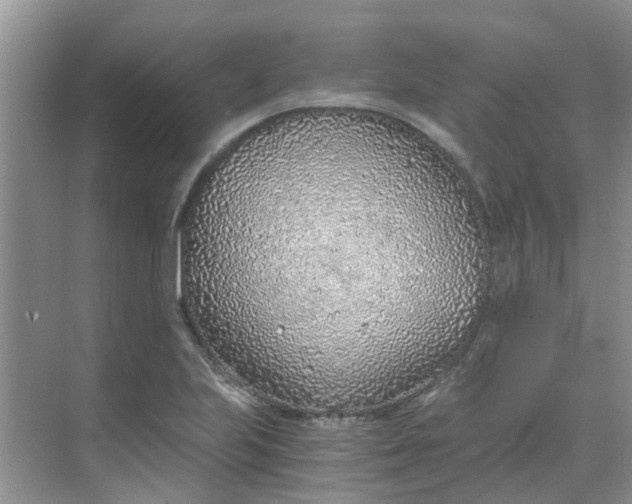 X0000068731223200605121509