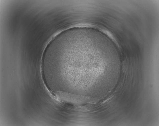 X0000068731229200605121509