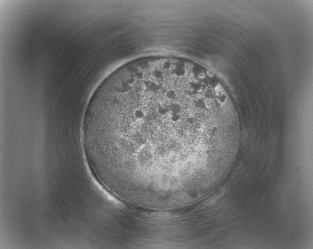 X0000068731239200605121510