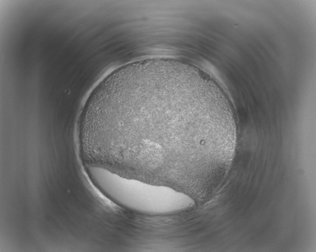 X0000068731243200605121510