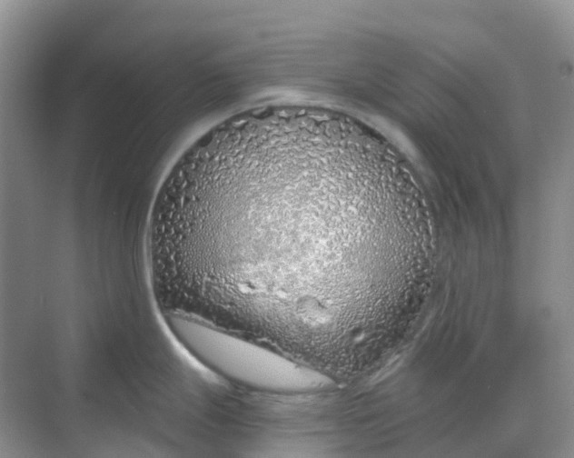 X0000068731247200605121510