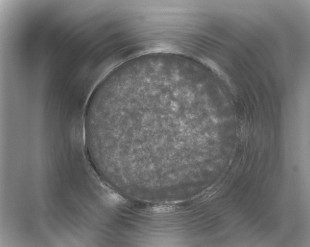 X0000068731274200605121508