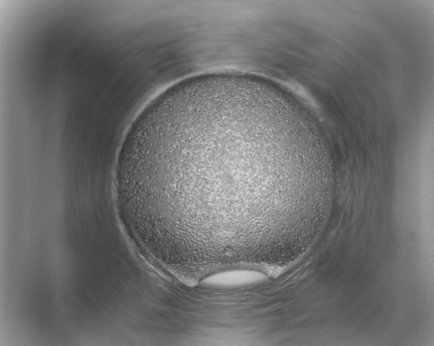 X0000068731279200605121508