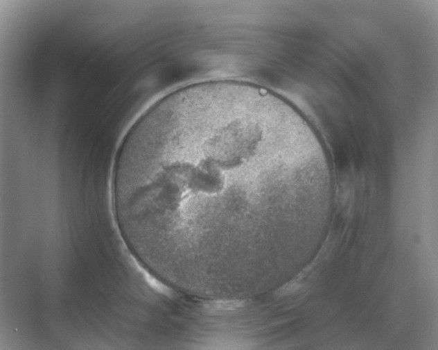 X0000068731294200605121508