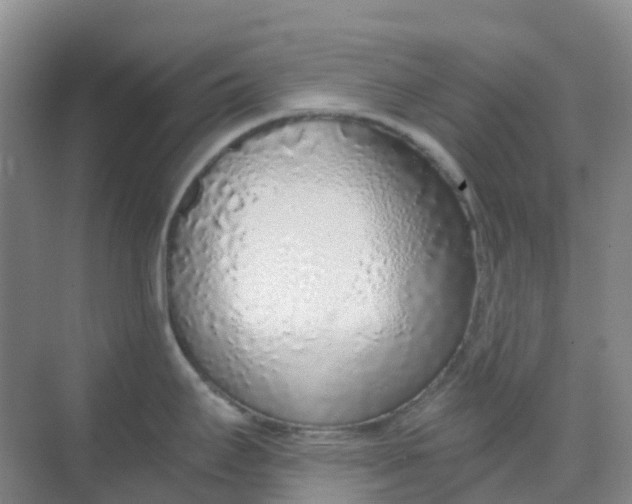 X0000068731295200605121508