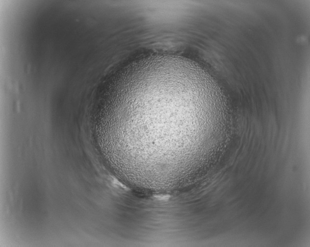 X0000068731297200605121507