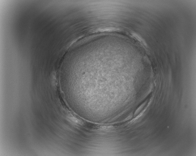 X0000068731353200605121507