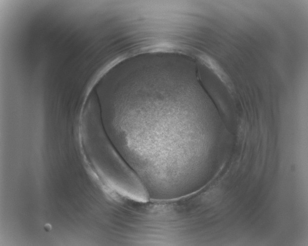 X0000068731418200605121506