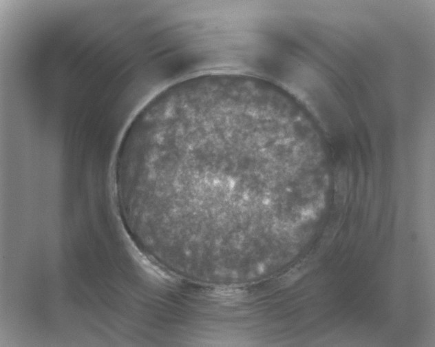 X0000068731466200605121505