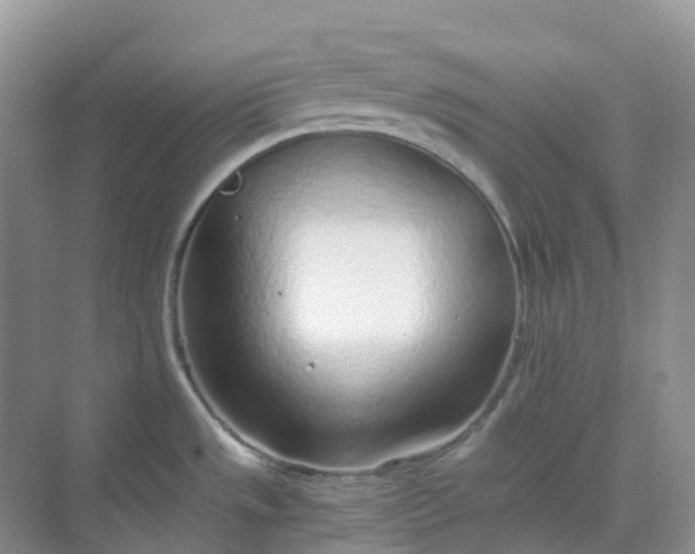 X0000068731533200605121505