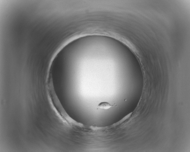 X0000068731536200605121505