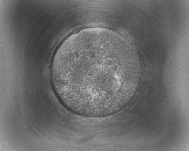 X0000068730002200605192331