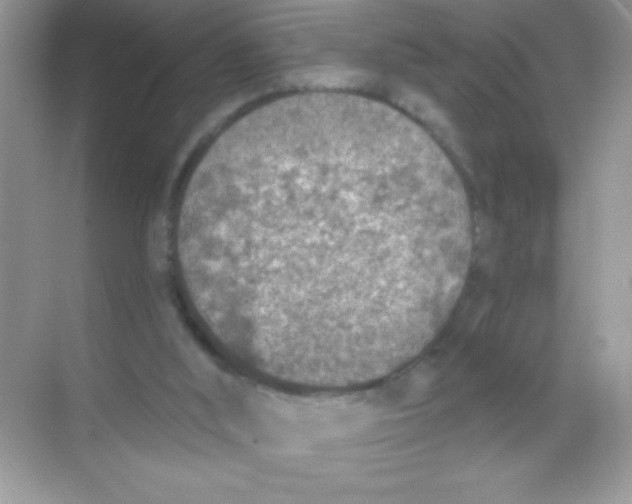 X0000068730012200605192331