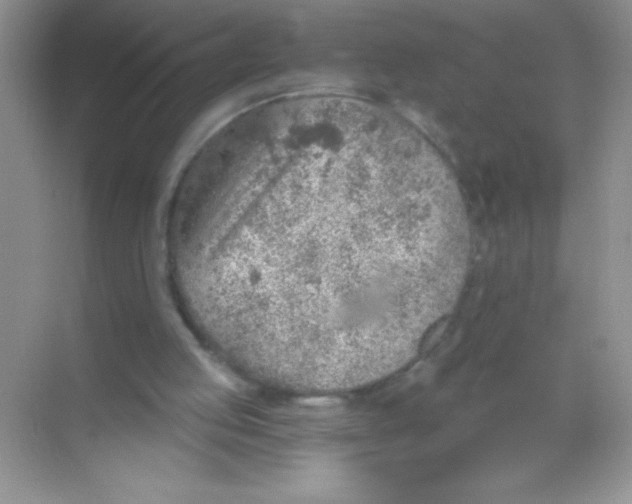 X0000068730053200605192330