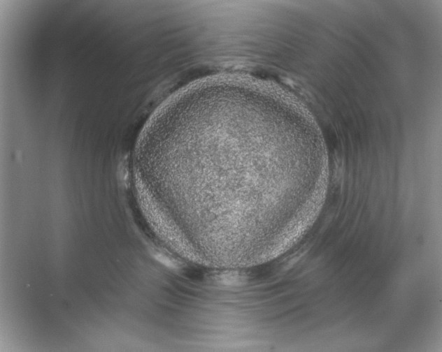 X0000068730383200605192325