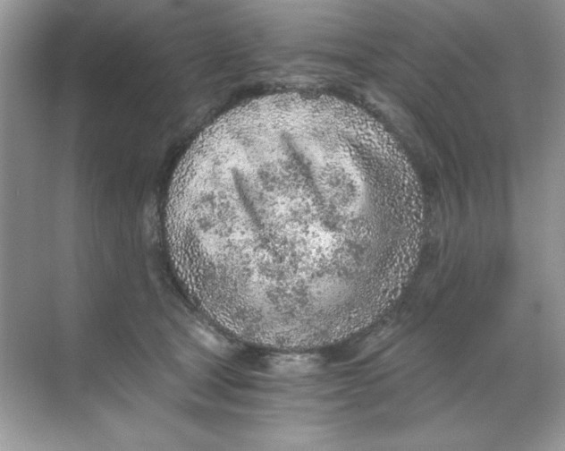 X0000068730465200605192324