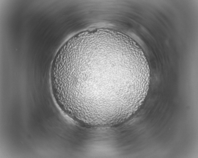 X0000068731055200605192314