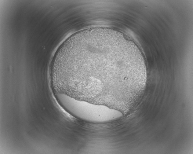 X0000068731243200605192311