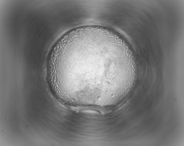 X0000068731415200605192307