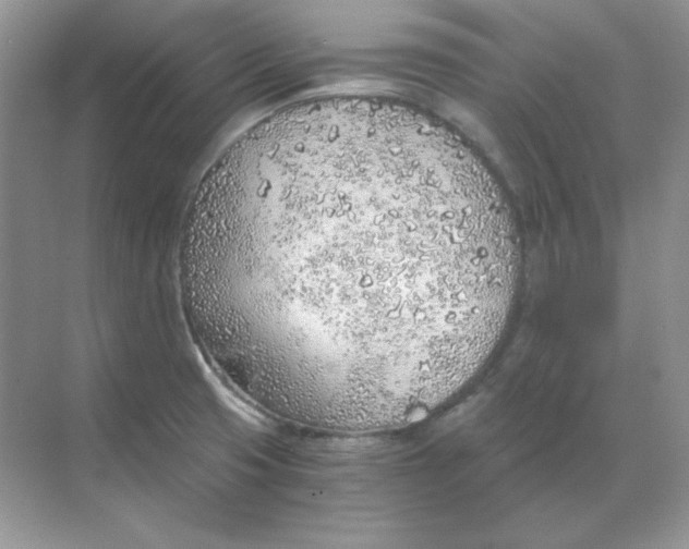 X0000068731425200605192307