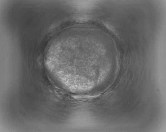 X0000068731445200605192307