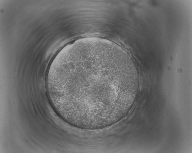 X0000068730002200605262037