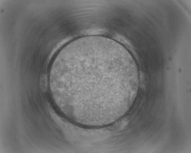 X0000068730012200605262037