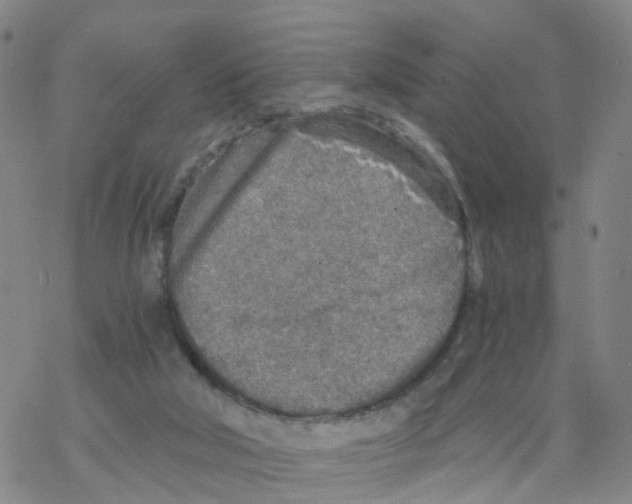 X0000068730018200605262037