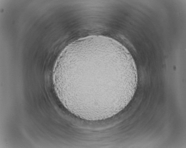 X0000068730026200605262037