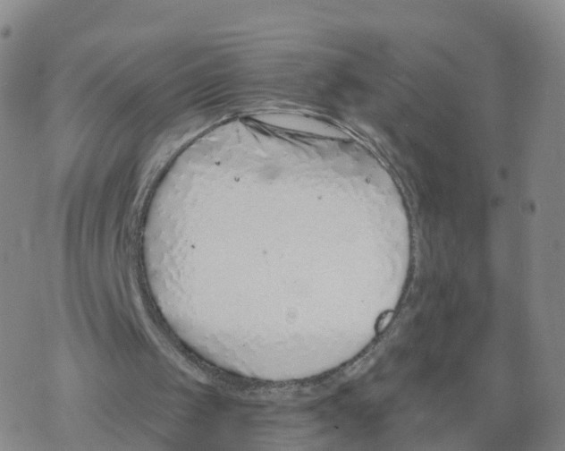 X0000068730049200605262036