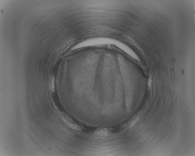 X0000068730076200605262036