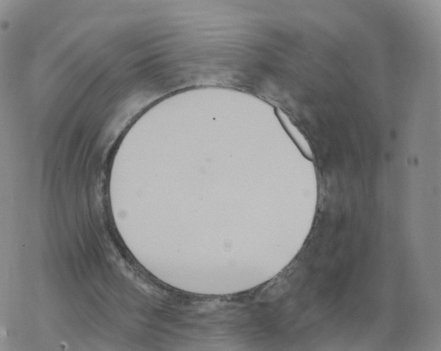 X0000068730098200605262036