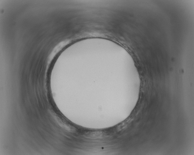 X0000068730104200605262036