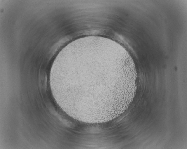 X0000068730110200605262035