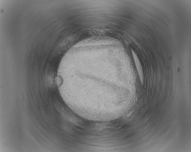 X0000068730134200605262035