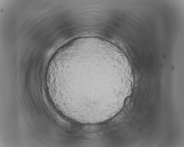 X0000068730145200605262034