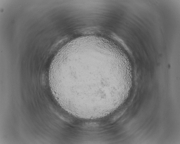 X0000068730161200605262034