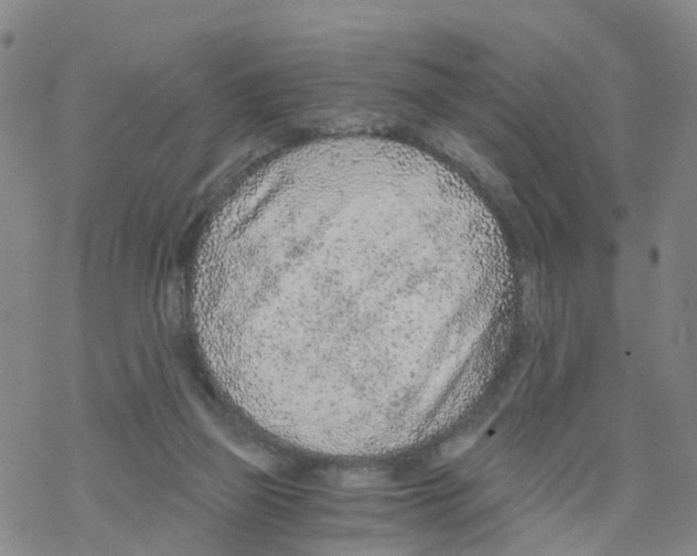 X0000068730165200605262034