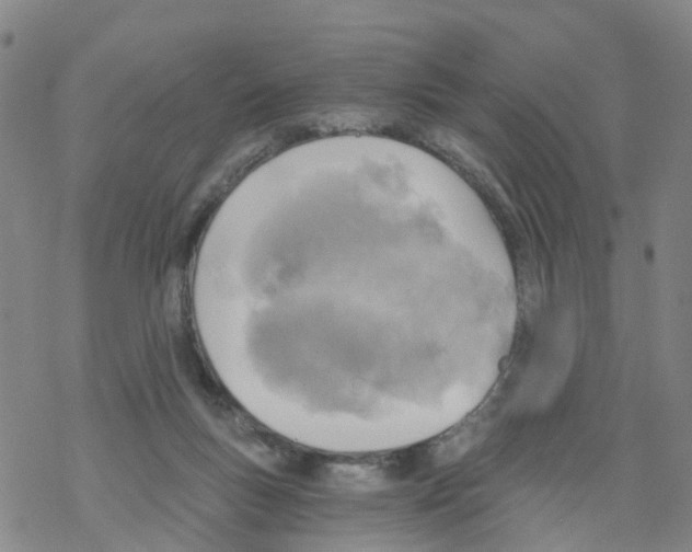 X0000068730167200605262035