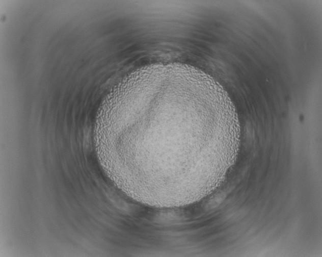 X0000068730177200605262035