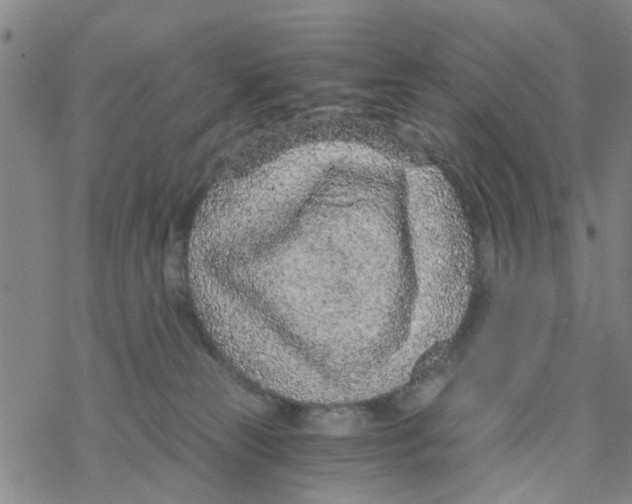 X0000068730181200605262035