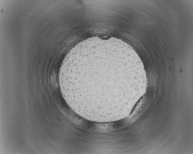 X0000068730187200605262035