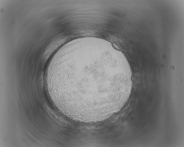 X0000068730194200605262034