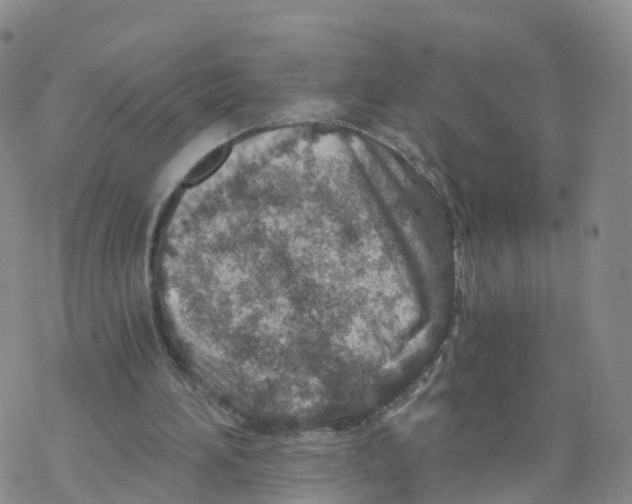 X0000068730196200605262034