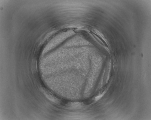 X0000068730205200605262034