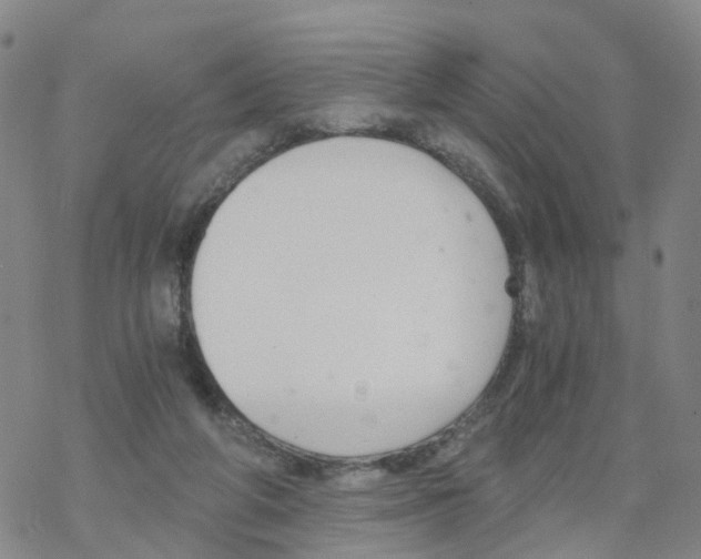 X0000068730210200605262034