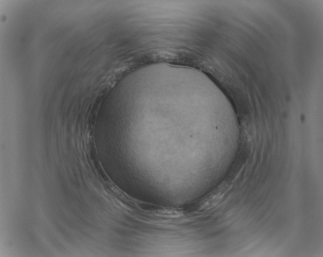 X0000068730223200605262034