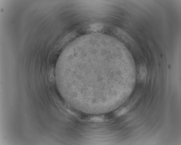 X0000068730236200605262033