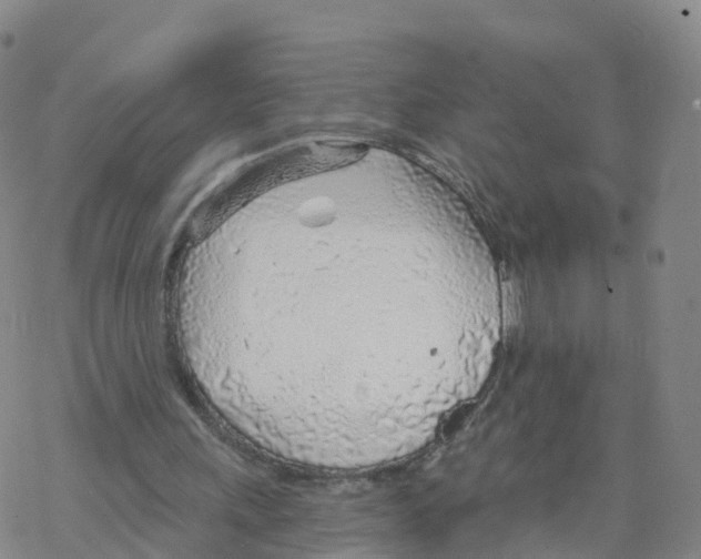 X0000068730243200605262033